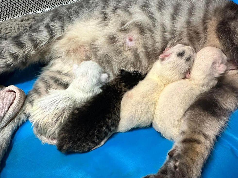 newborn kittens nursing