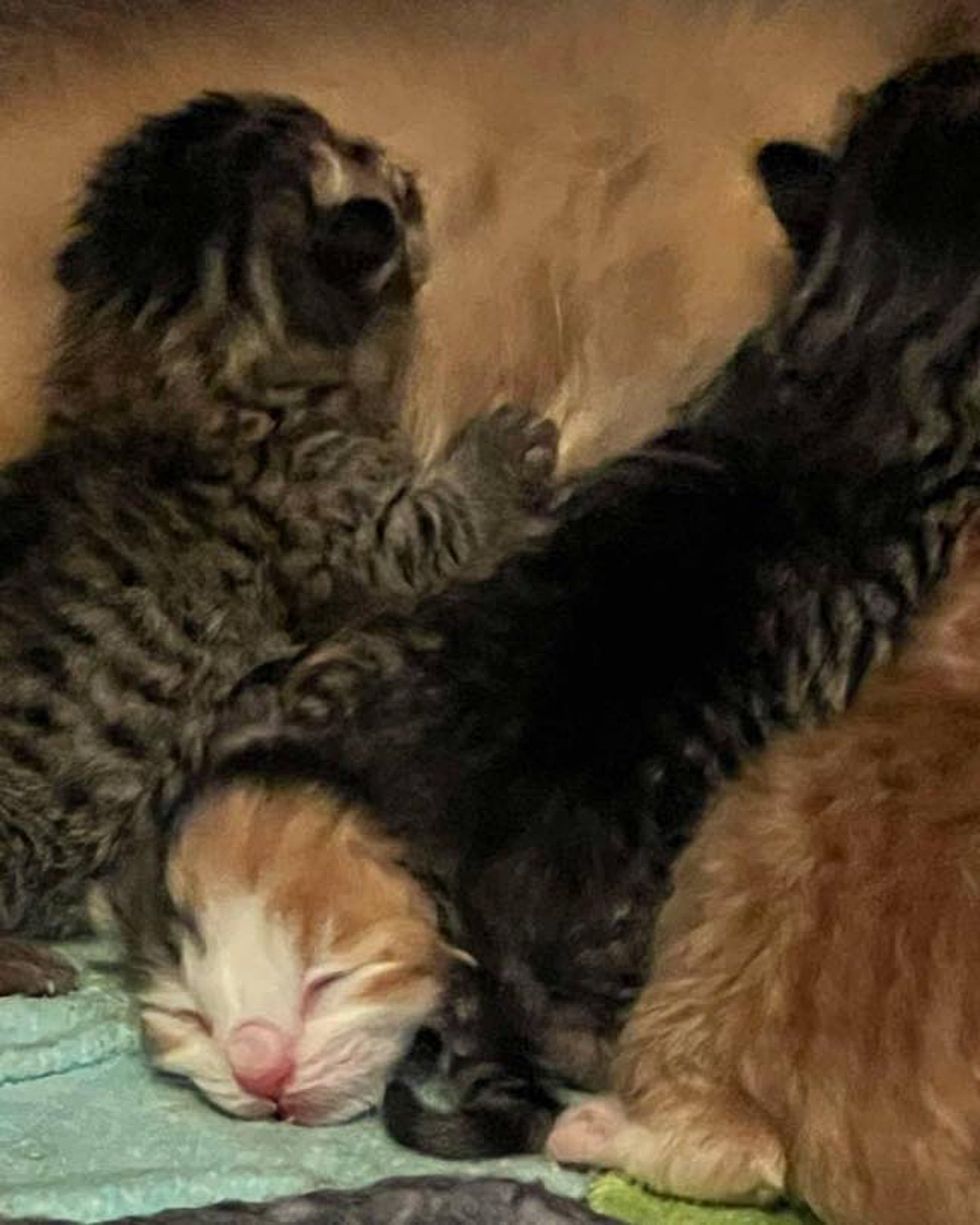 newborn kittens nursing