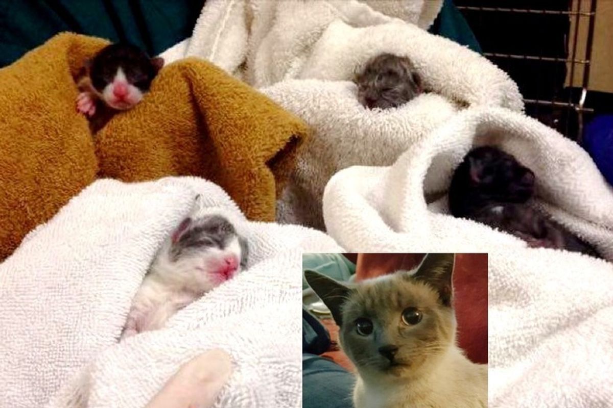 newborn kittens saved c-section