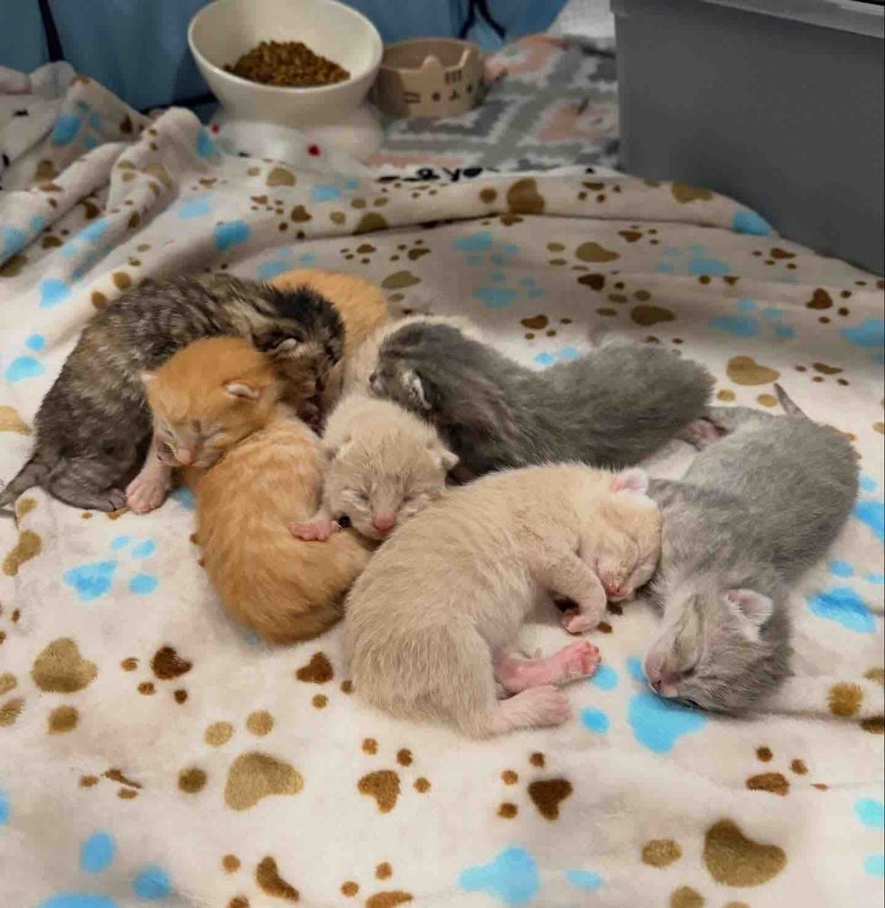 newborn kittens, sleeping kittens