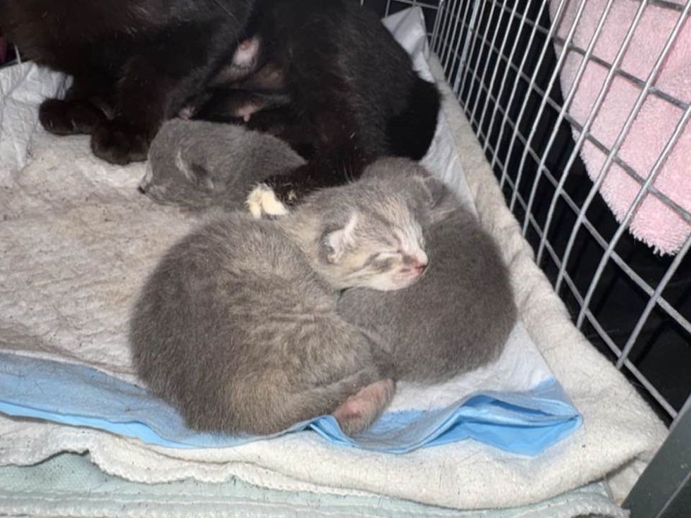 newborn kittens sleeping