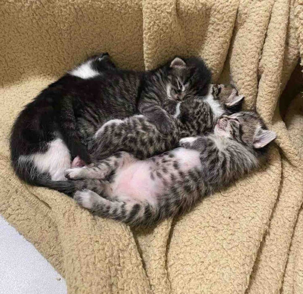 newborn kittens sleeping
