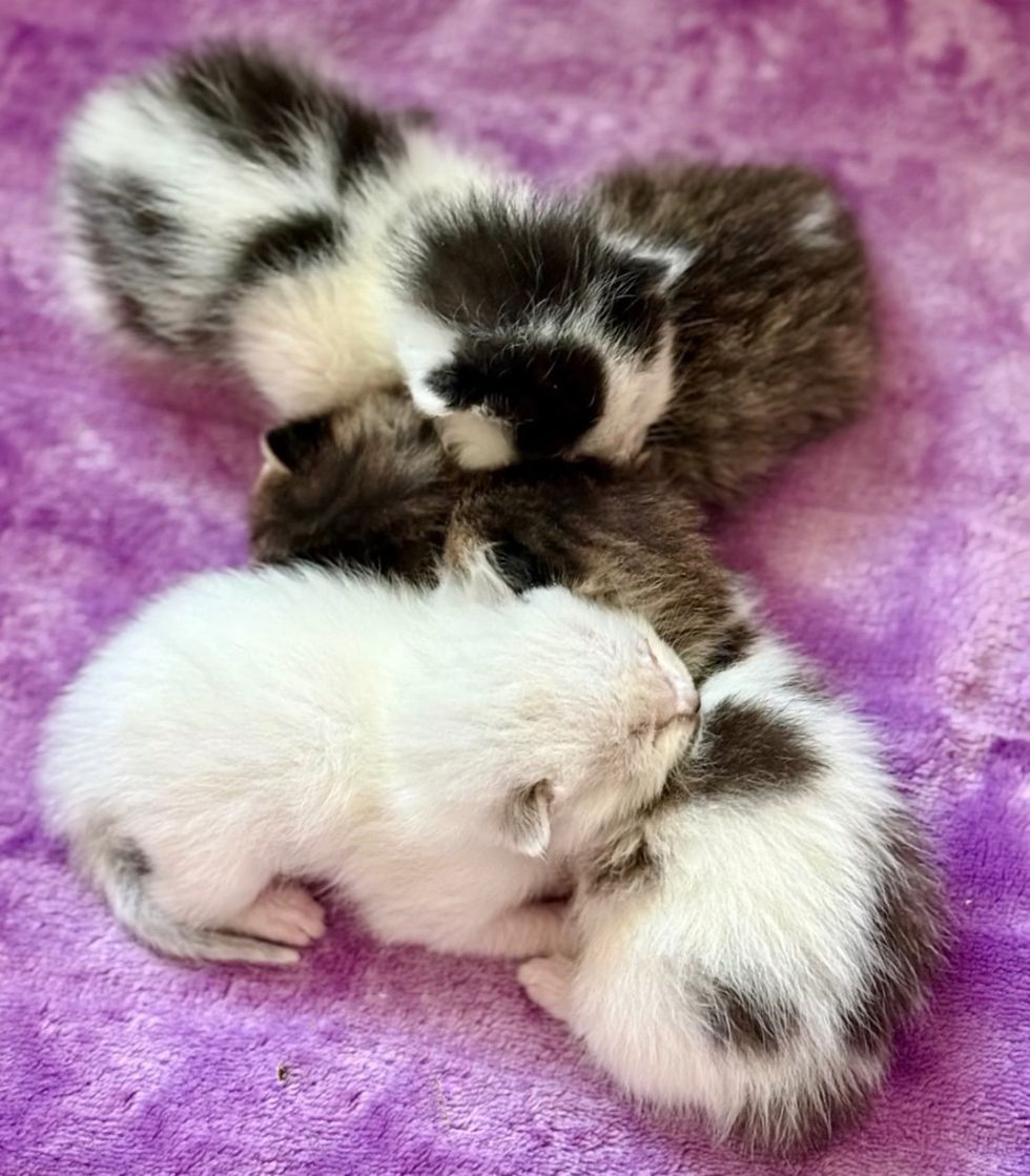 newborn kittens snuggles