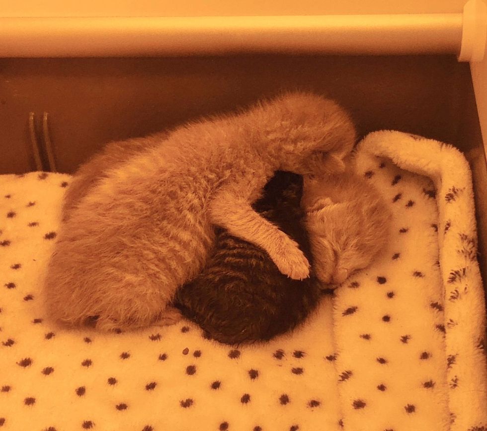 newborn kittens snuggling