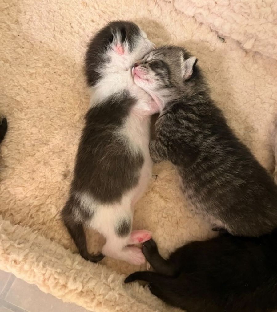 newborn kittens snuggling