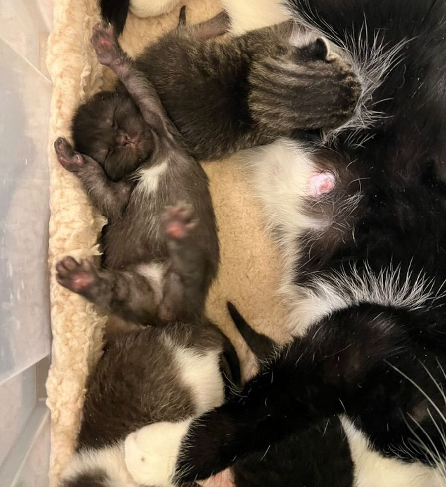 newborn kittens stretching