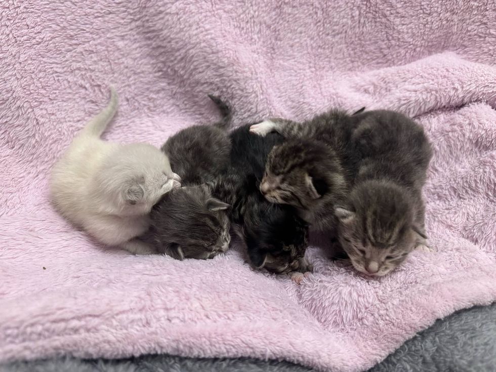 newborn kittens tabbies