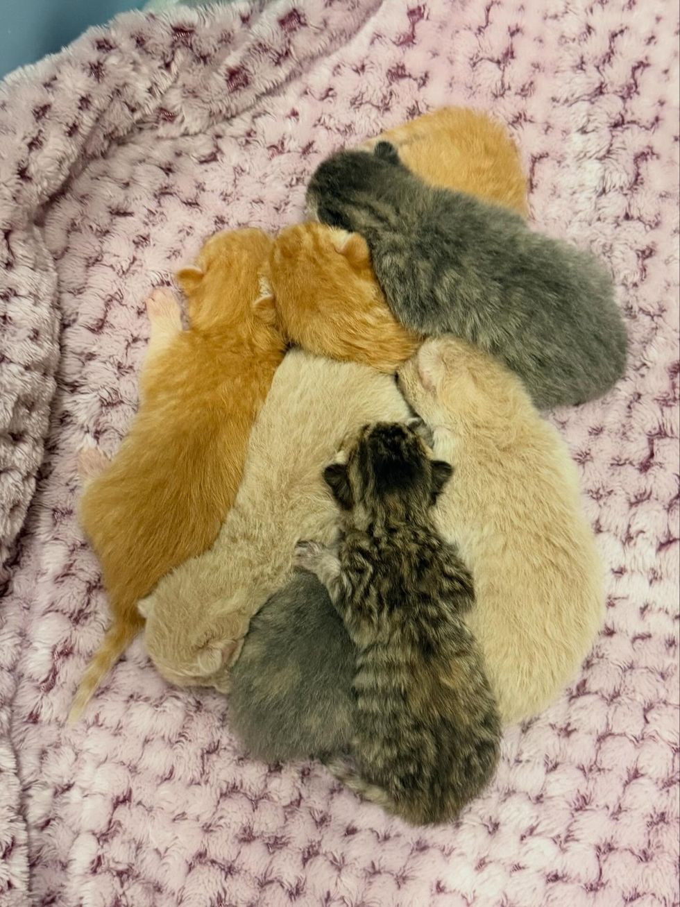 newborn kittens, tabby, ginger, calico