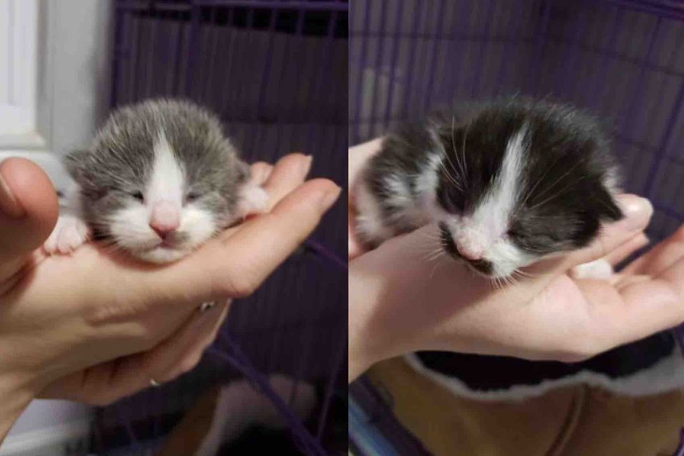newborn kittens tiny