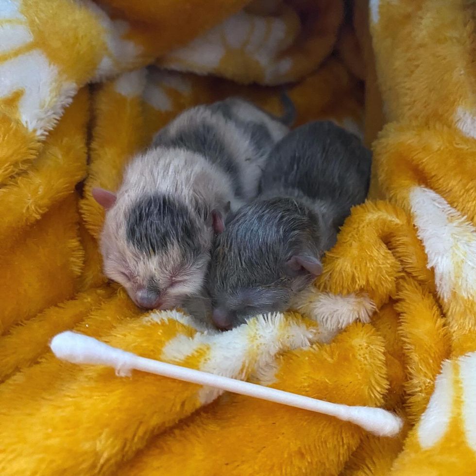newborn kittens tiny