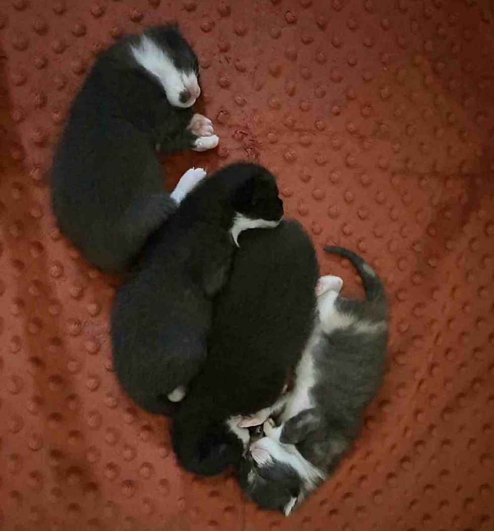 newborn kittens tuxedos