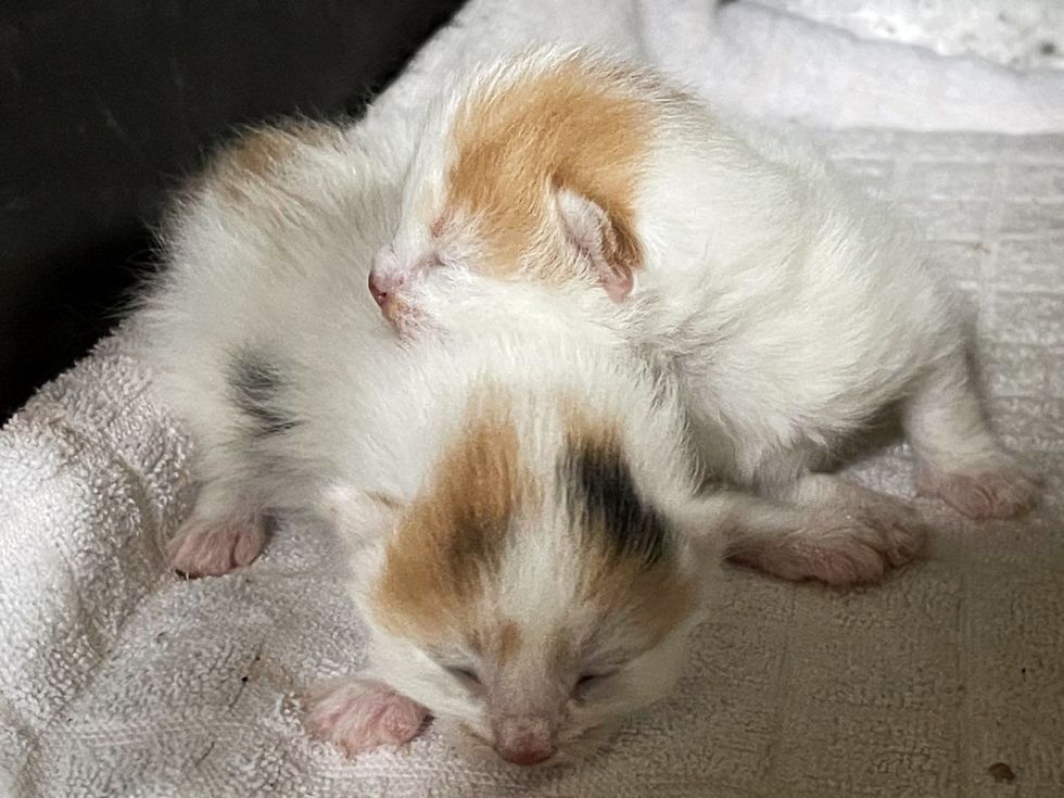 newborn kittens