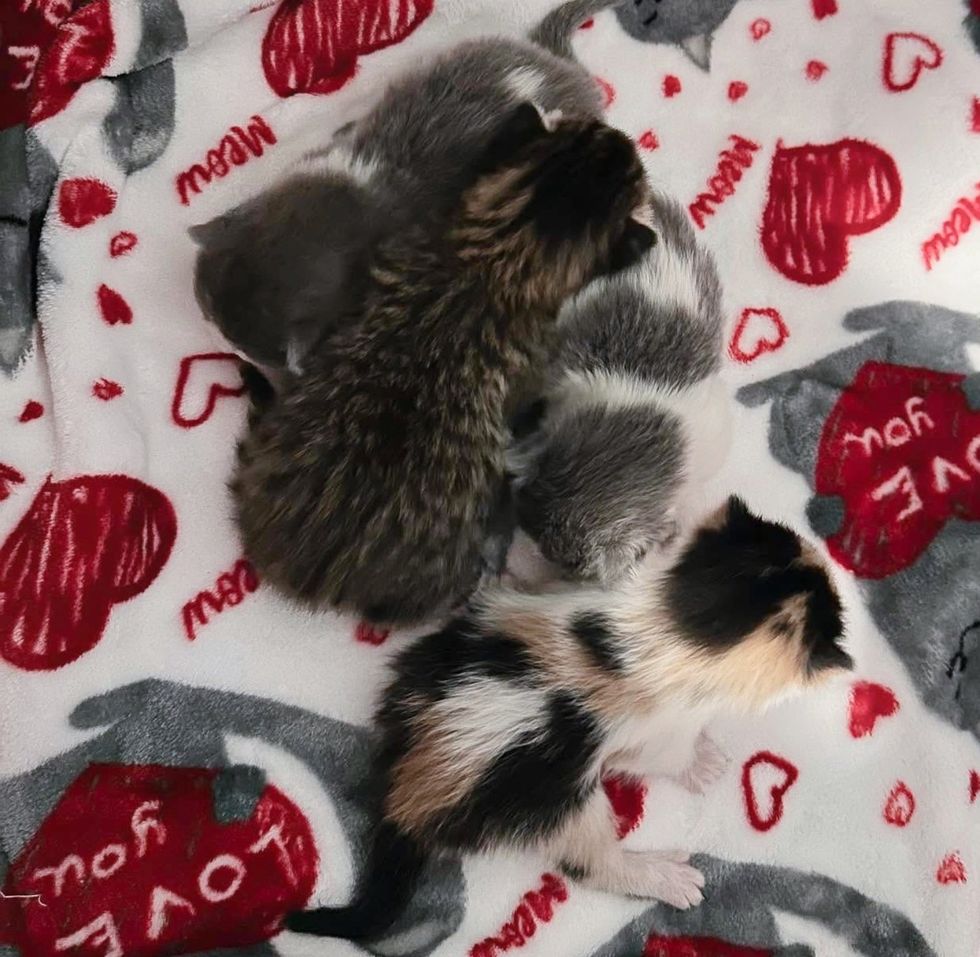 newborn kittens