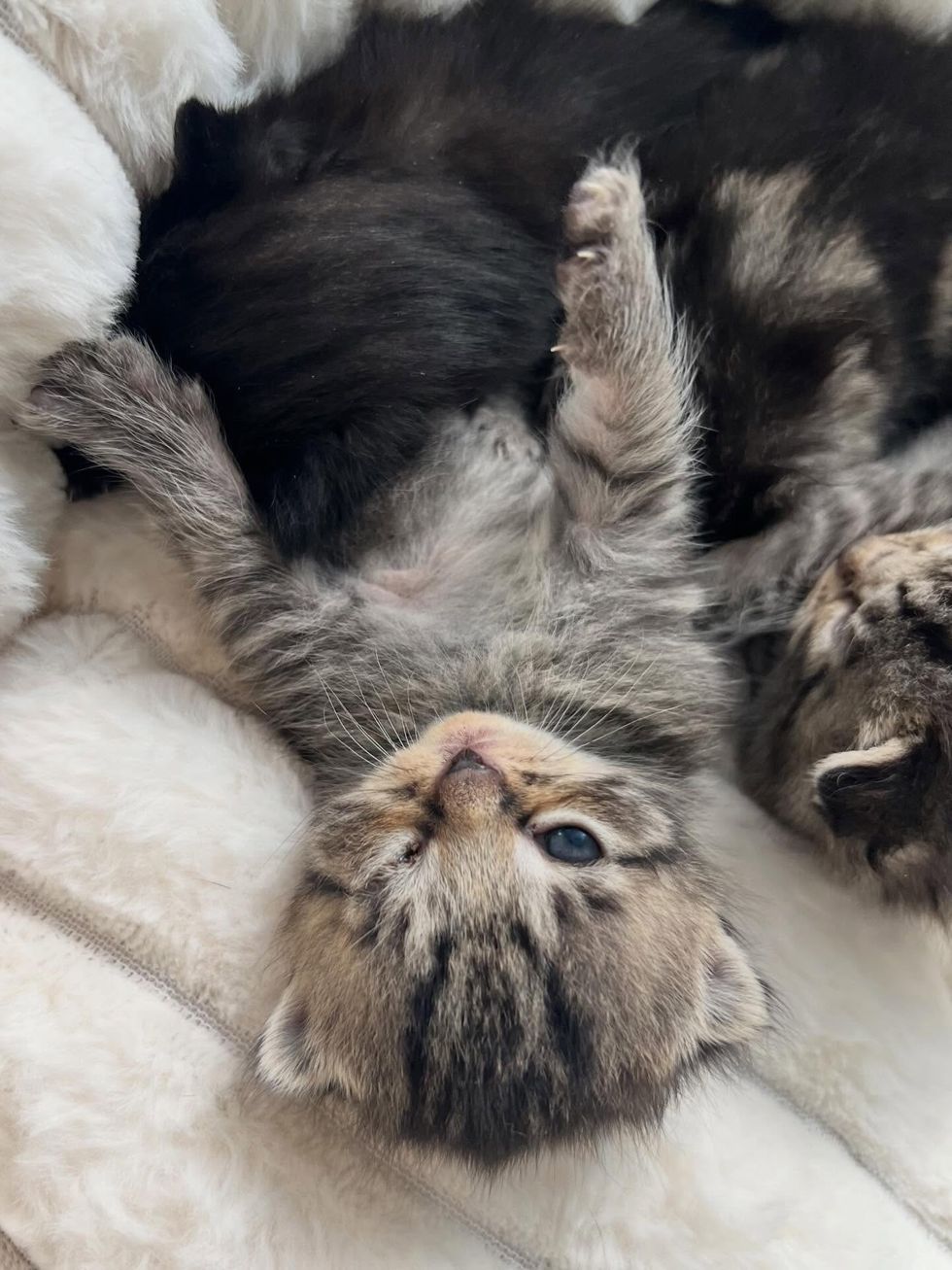 newborn tabby kitten with injury