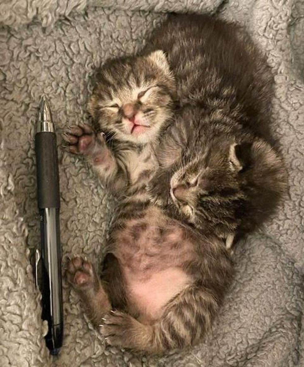 newborn tabby kittens