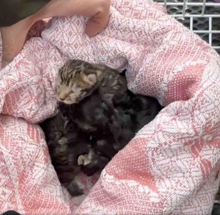 newborn tabby kittens