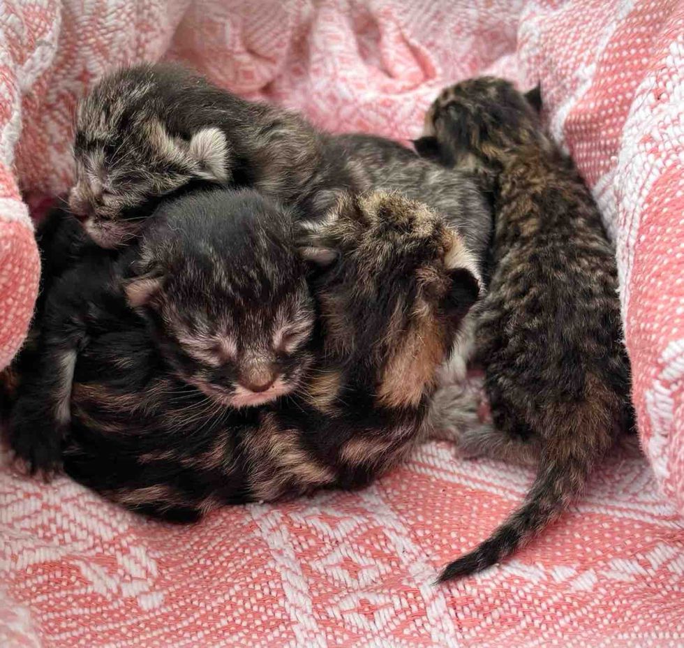 newborn tabby kittens