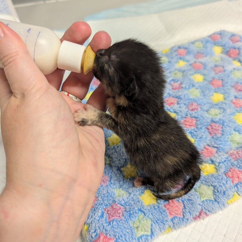 newborn tortie kitten bottle