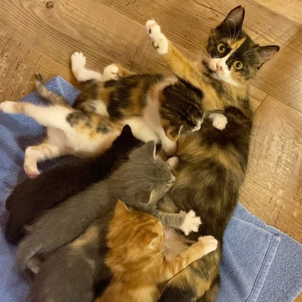 nursing kittens, calico cat, cat mom