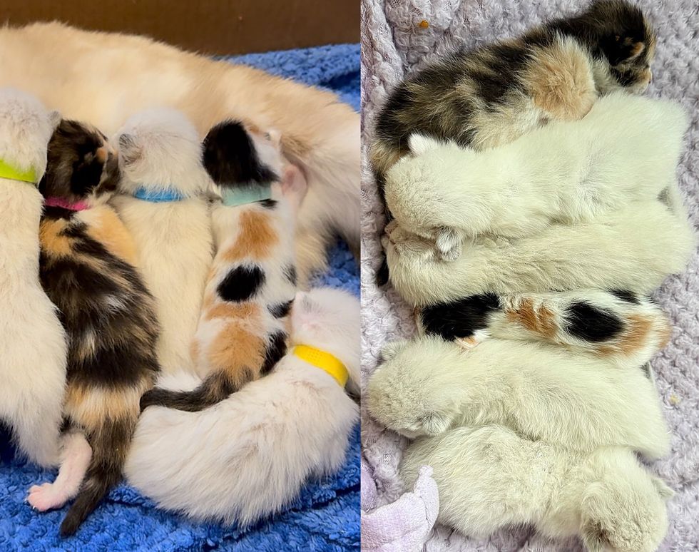 nursing kittens calico siamese