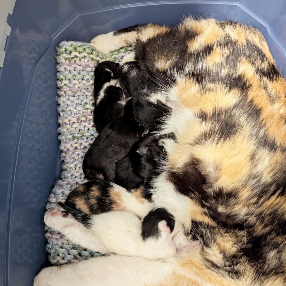 nursing newborn kittens