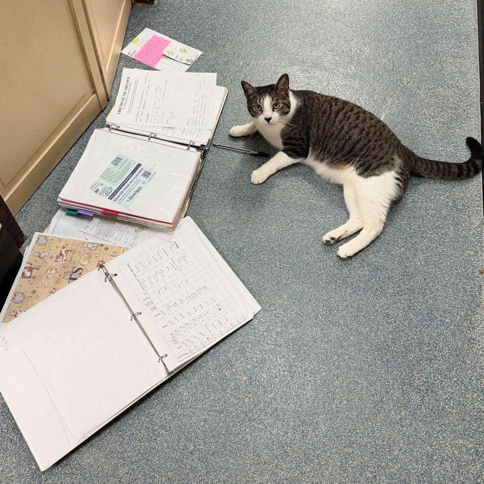 office assistant cat shelter