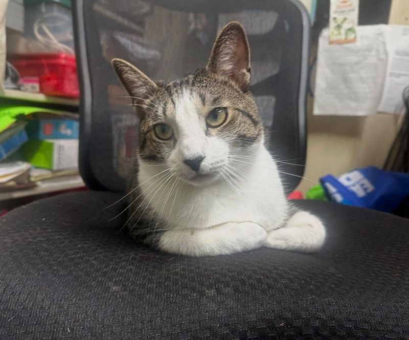 office cat chair shelter
