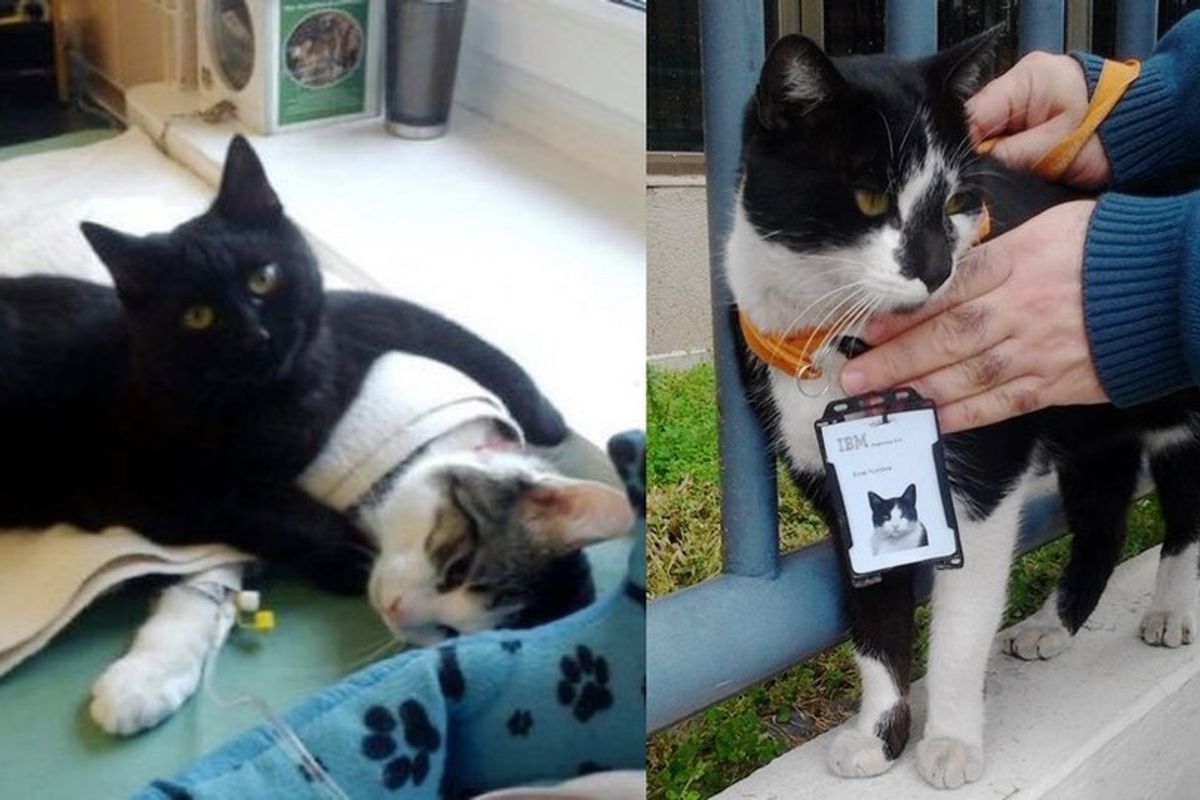 office cats have amazing jobs