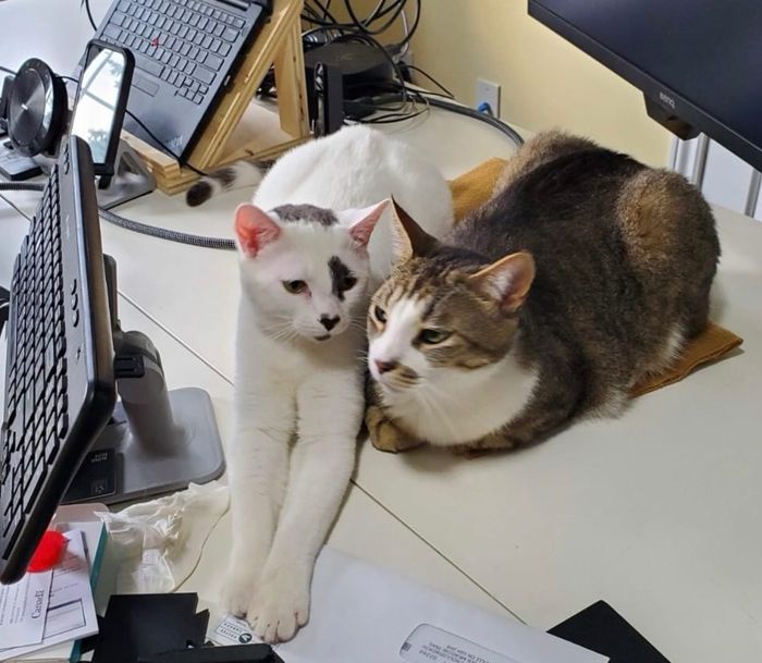 office cats snuggles