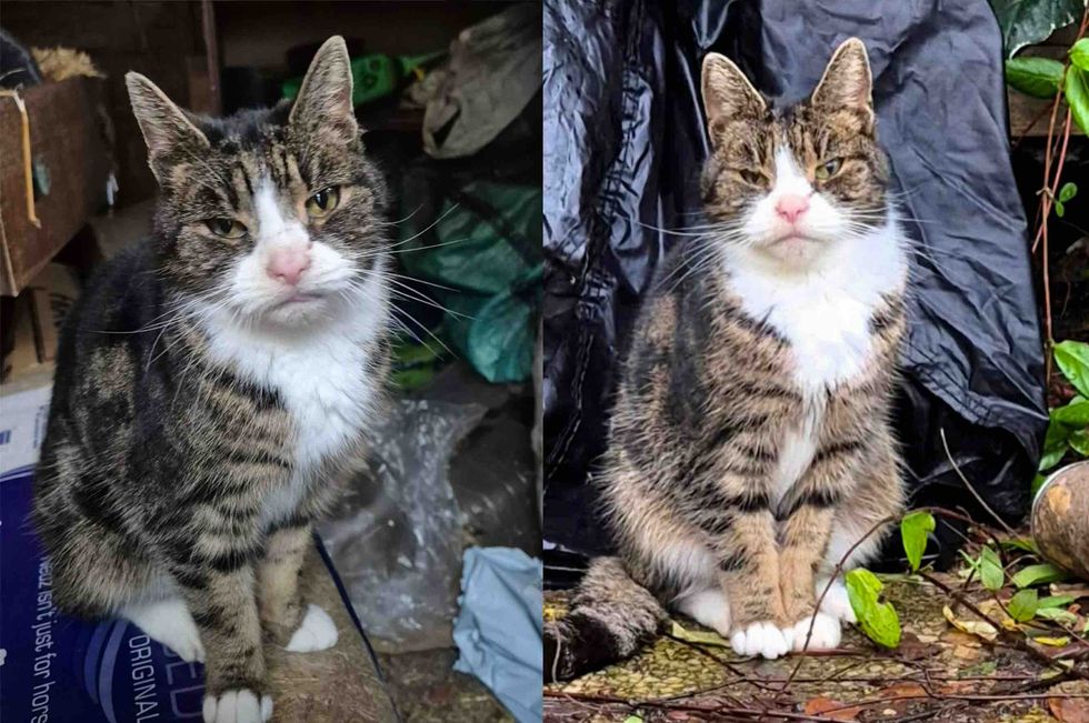 older cat living outside