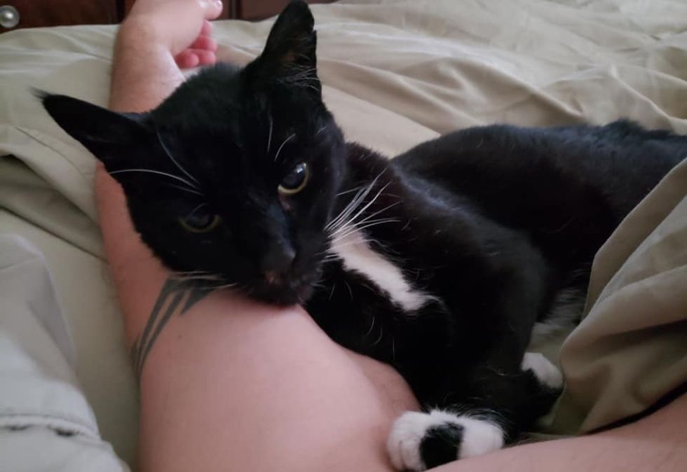 older cat, tuxedo, cuddle