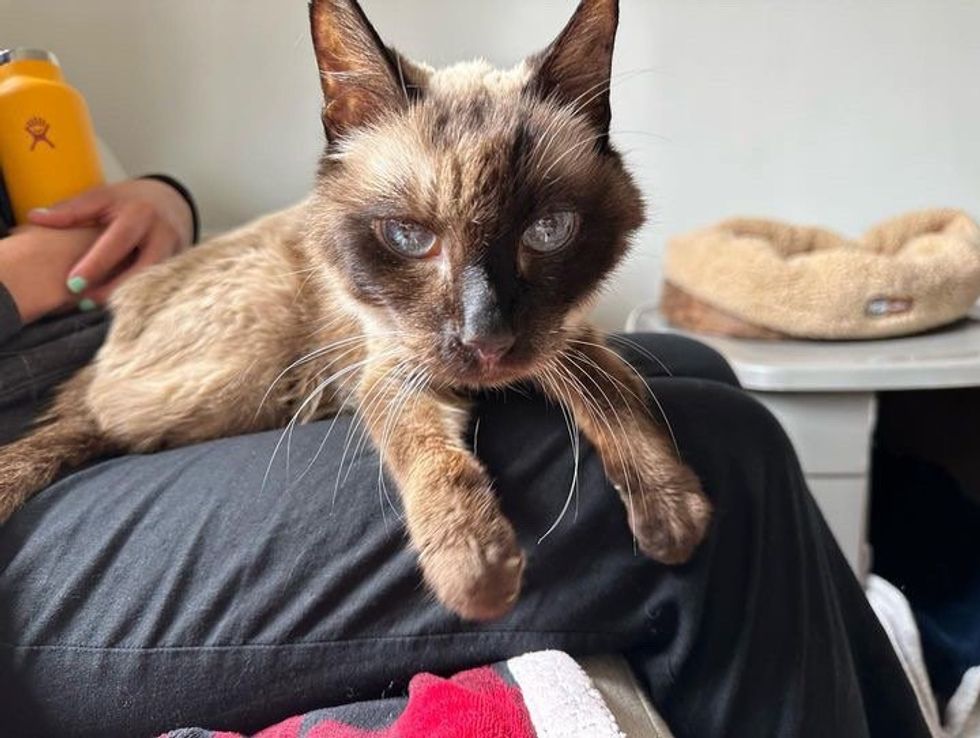 older siamese cat