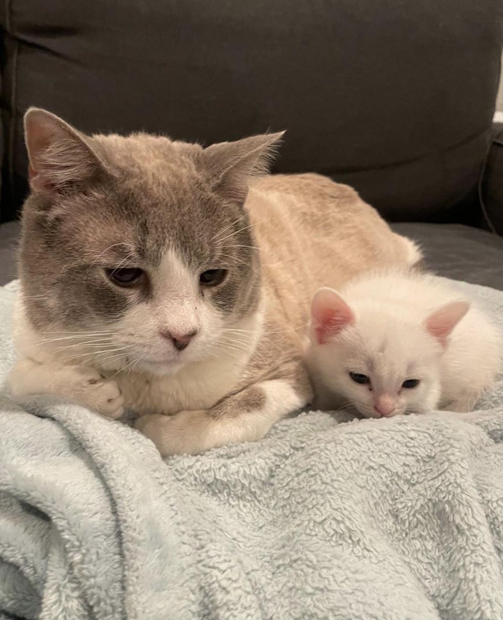 oliver, cat, kitten, friends