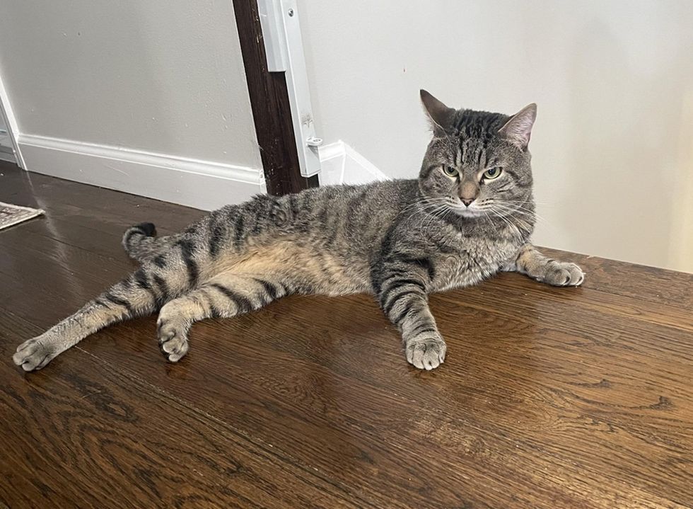 Oliver laying on the wood floor sprawled out atop the stairs