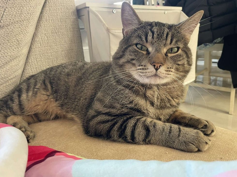 Oliver lounging peacefully in a chair
