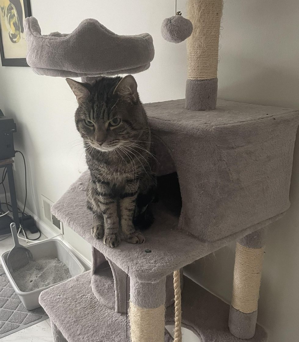 Oliver on his cat tree