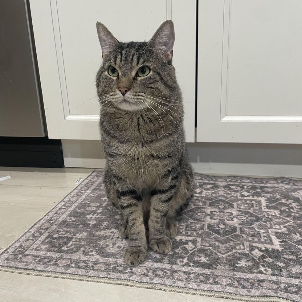 Oliver posing on the kitchen rug, upright and dignified