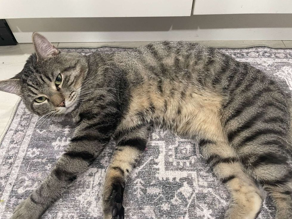 Oliver sitting regally on the kitchen rug