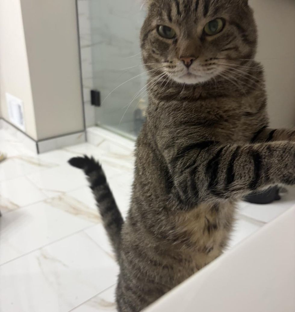 Oliver up on his hind legs investigating the counter
