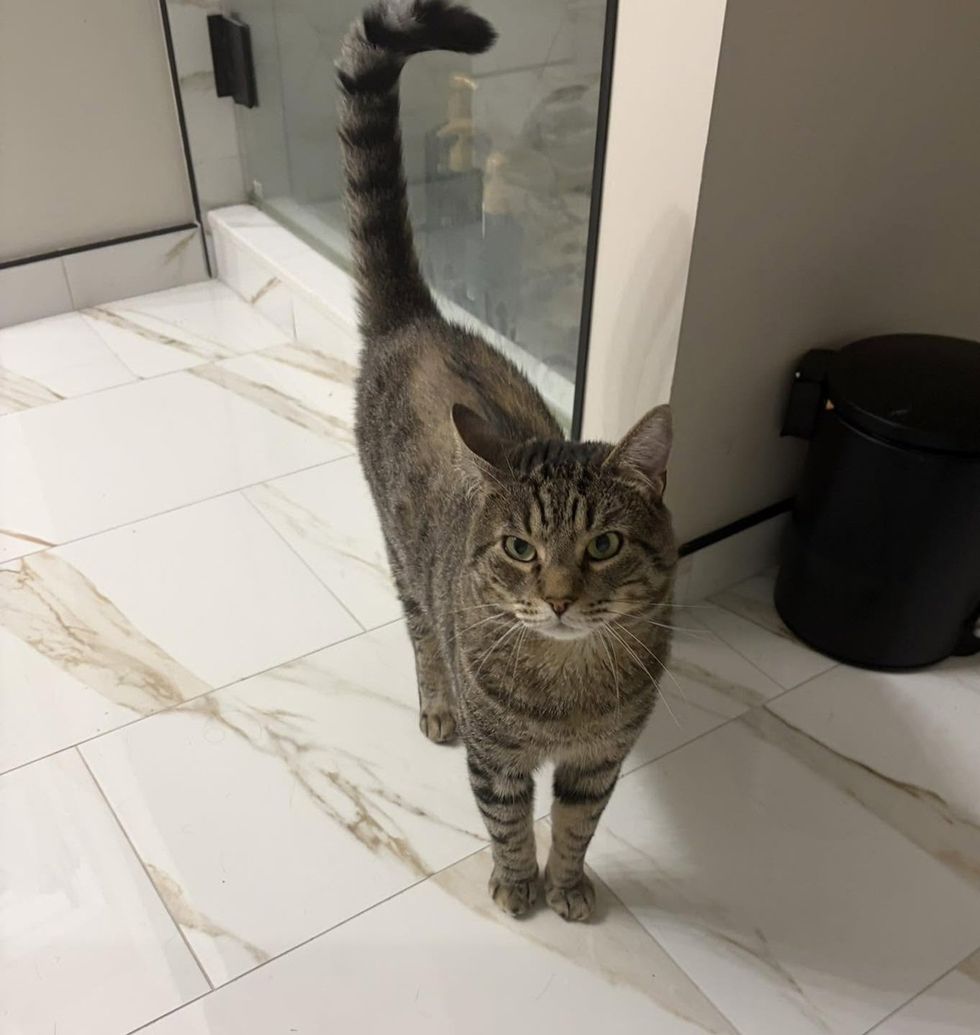 Oliver walking toward the camera with his tail held high