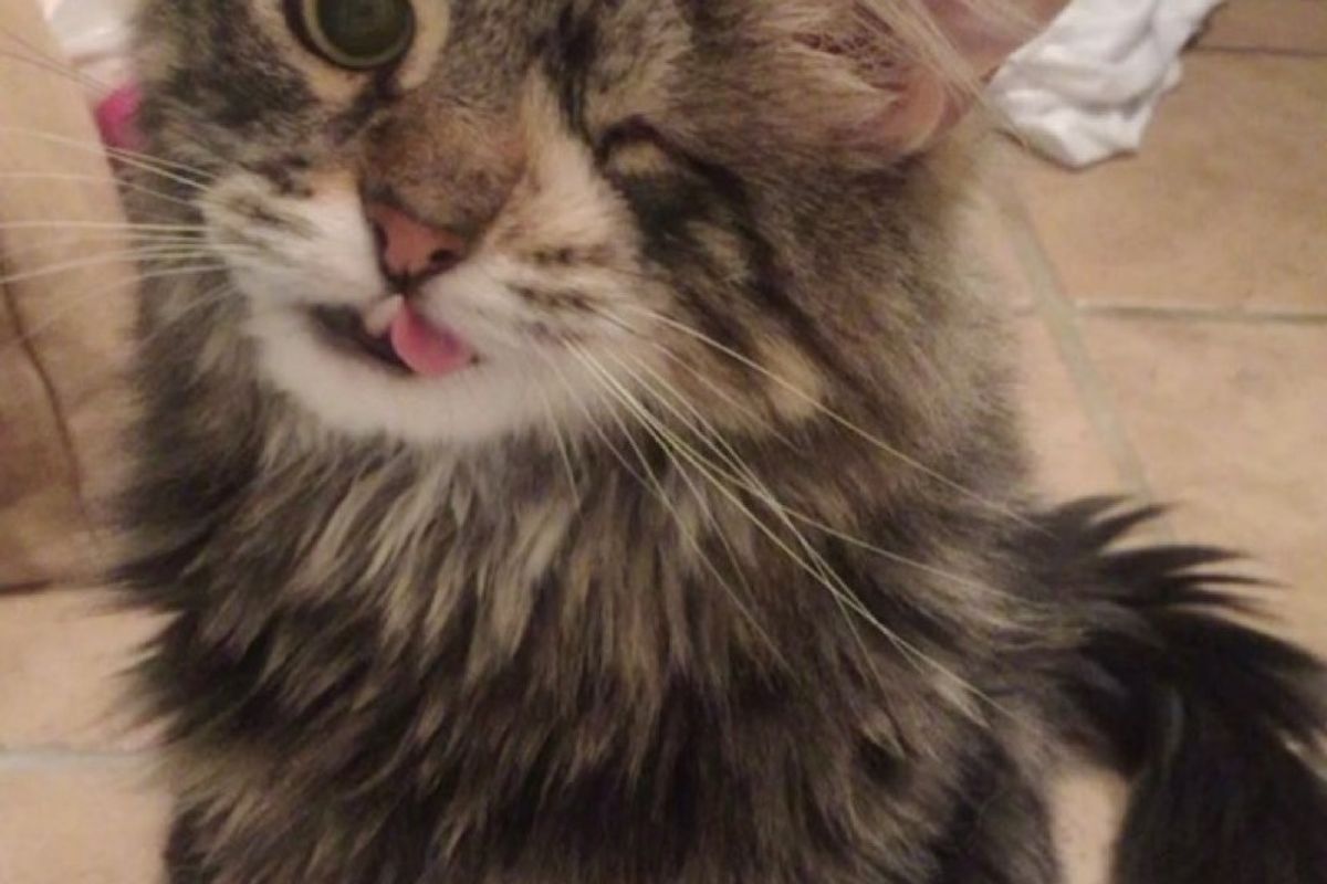 one-eyed cat with snaggletooth perfect