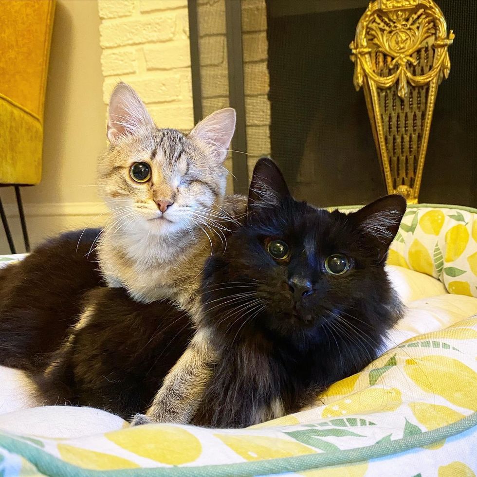 one-eyed kitten cat friends