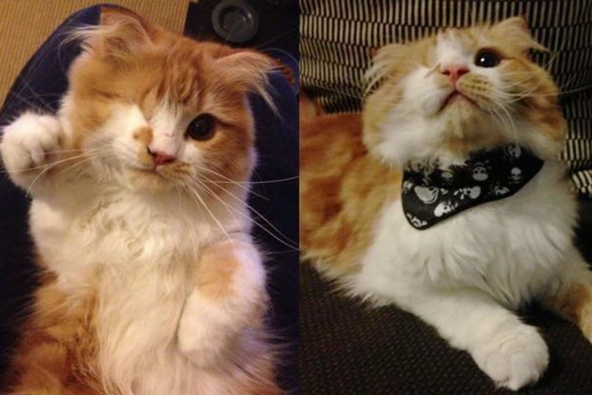 one-eyed scottish fold cat Scallywag