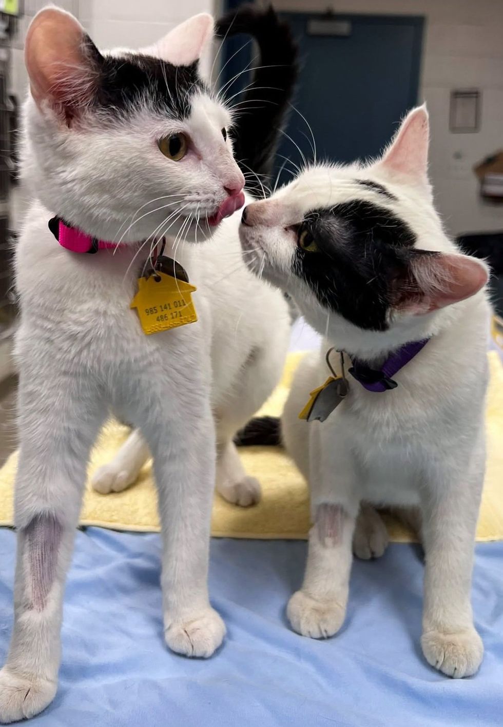 One white kitten leans in to lick the face of a second kitten who has a black patch over one eye, both wearing collars.