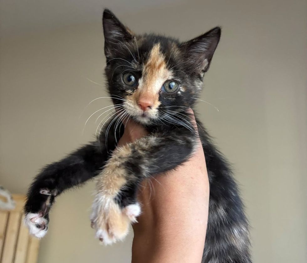 One young kittens of assorted colors, each held up to the camera.