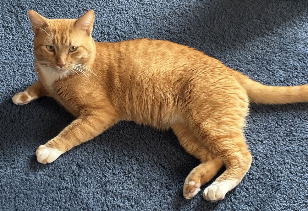 Orange adult cat relaxing