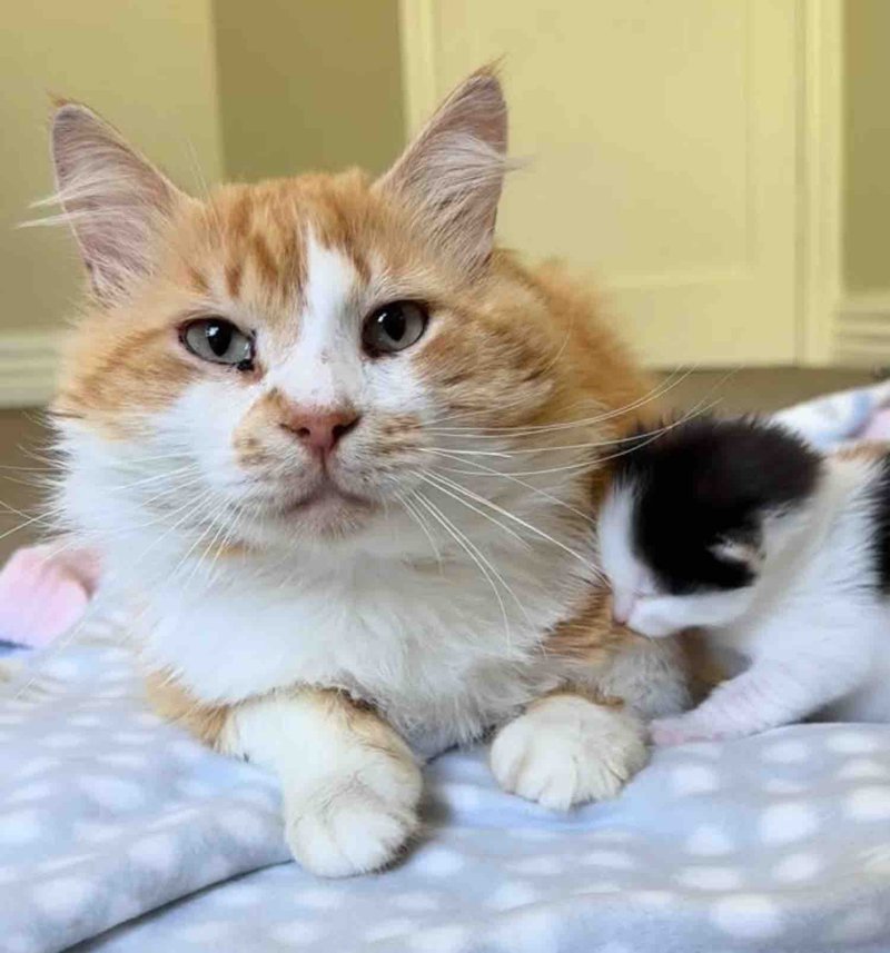 orange cat calico kitten