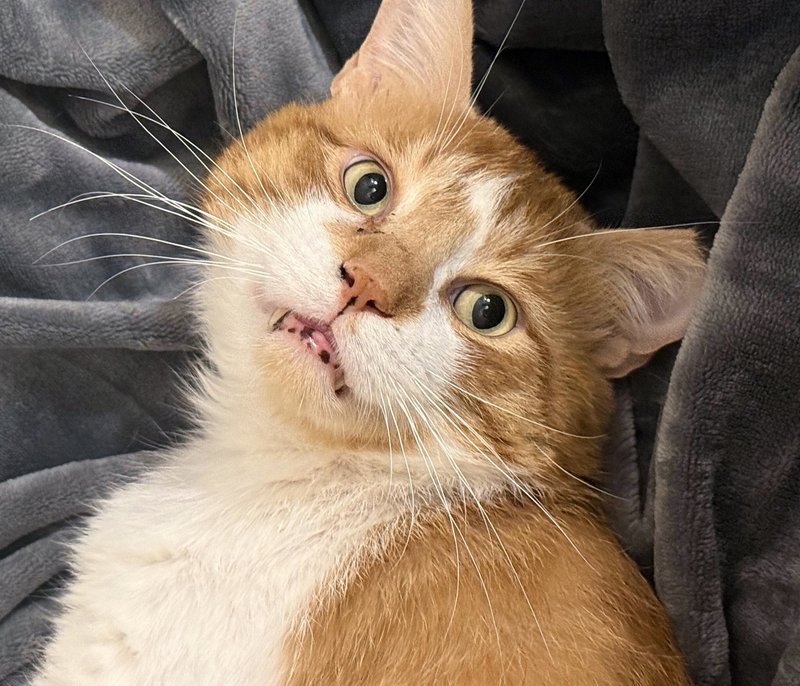 orange cat cute