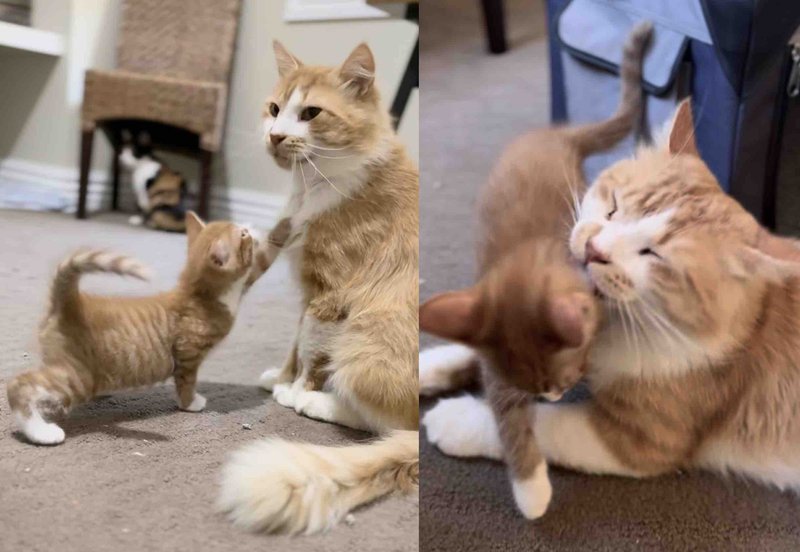 orange cat dad kitten