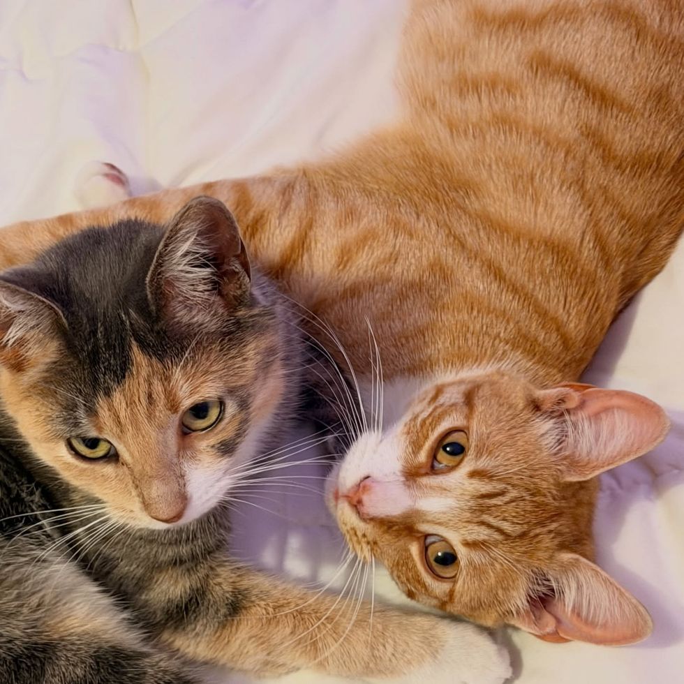 orange cat dilute calico